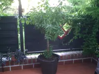 Enzianbaum.webp