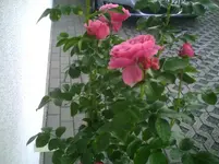 Rose2.webp