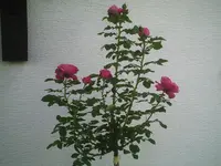 Rose.webp