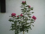 Rose05.06.2011.jpg