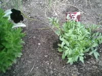 Schokoladenblume.webp