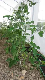 Tomatenanzucht 2011 035.webp