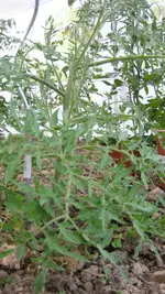 Tomatenanzucht 2011 036.webp