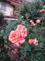 DSC01087.webp