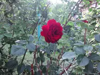 DSC01089.webp