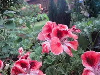 DSC01095.webp