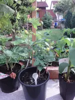 DSC01100.webp