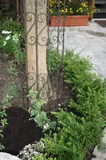neue Rose.webp