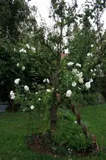 Weisse Kletterrose.webp