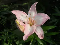 DSCN0755.webp