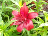 DSCN0756.webp