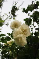 Kletterrosenblüte.webp