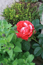 Malerrose.webp