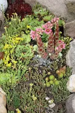 Semperviven.webp
