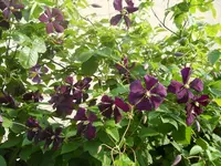 DSCN0753.webp