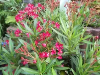 DSCN0758.webp