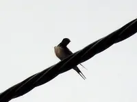 DSCN4283.webp