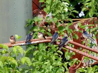 DSCN4313.webp