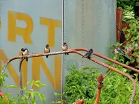 DSCN4357.webp