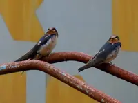DSCN4372.webp