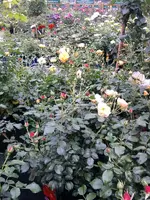 K800_Rosen 017.webp
