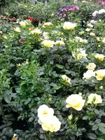K800_Rosen 019.webp