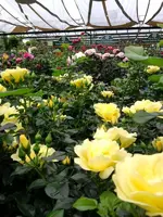 K800_Rosen 020.webp