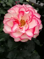 K800_Rosen 022.webp
