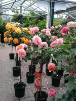 K800_Rosen 024.webp