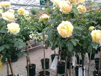 K800_Rosen 025.webp