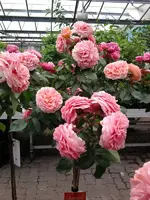 K800_Rosen 026.webp