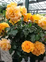 K800_Rosen 027.webp