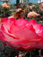 K800_Rosen 028.webp