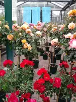 K800_Rosen 029.webp