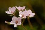 Botanische Garten 40D 7.6.2011 (11 von 147).jpg