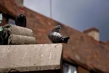 Test 100er 2,8 Macro 40D 7.6.2011 (11 von 11).webp