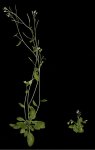 376px-Auxin.jpg