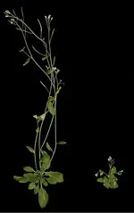 376px-Auxin.webp