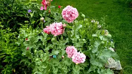 Gefüllter Mohn rosa (1 von 4).webp