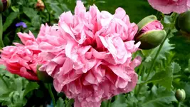Gefüllter Mohn rosa (2 von 4).webp