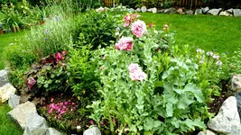 Gefüllter Mohn rosa (3 von 4).webp