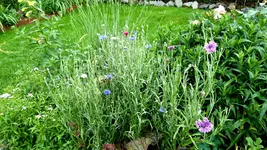 Gefüllter Mohn rosa (4 von 4).webp