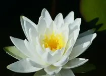 DW blüht_kleiner.webp