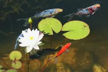 DW mit Fischen2_kleiner.webp