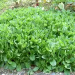 tn_Feldsalat v.webp