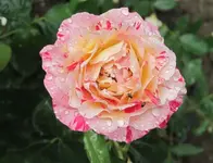 Malerrose Paul Cezanne1.webp