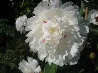 IMG_0534.webp