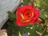 050620111571.webp