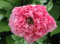 IMG_3339_1067x800.webp