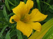 IMG_golden dewdrop2_1067x800.webp